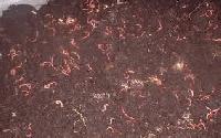 Vermicompost Organic Fertilizer