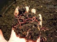 vermiculture