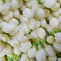 Fresh Jasmine Flowers