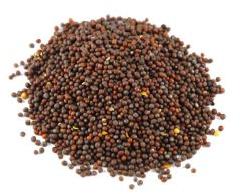 Mustard Seeds