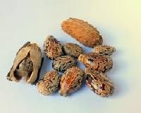 Castor Oil Seeds