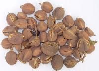 Jatropha Curcas Seeds