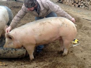 Landrace Male Pig