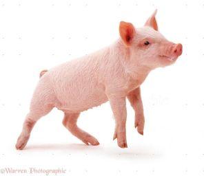 Landrace Piglet