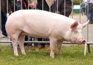 LANDRACE PIG FEMALE