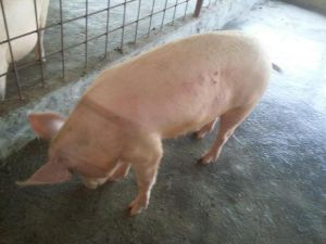 LARGE WHITE PIG FEMALE