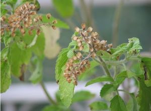 Holy Basil Oil