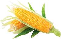 Yellow Corn