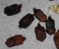 Bitter Gourd Seeds