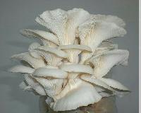 Oyster Mushroom