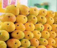 Mango Fruit