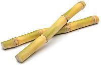 energy sugarcane