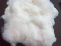 Cotton Fiber