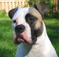 American Bulldog