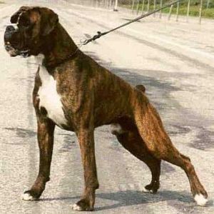 boxer dog