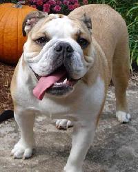 Bulldog