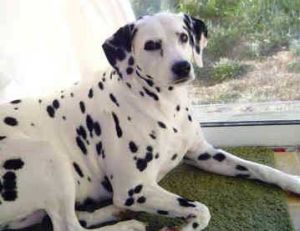 dalmatian dog