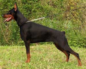 doberman pinscher dog