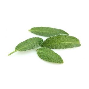 Fresh Sage Leaves