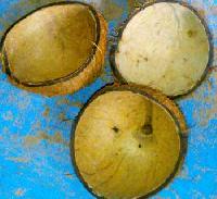 Coconut Shell - 01