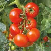 tomato plant