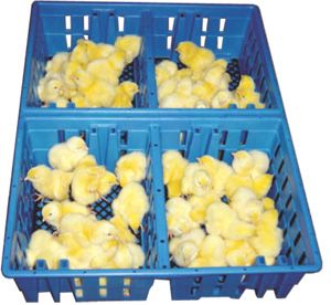Chick Transport Box