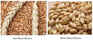 Wheat Whole