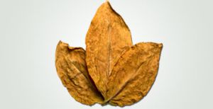 tobacco extract