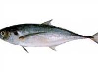 Horse Mackerel (Megalaspis Cordyla)