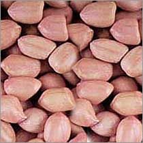 Groundnuts - 02