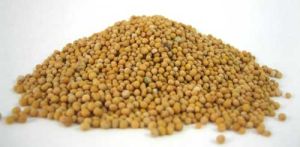 Mustard Seeds