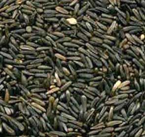 Niger Seeds