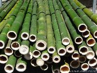 Bamboo Poles