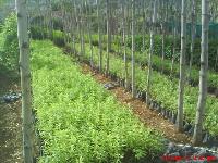 Sandalwood Plant