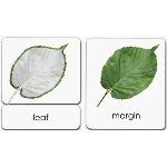 Leaf Cards