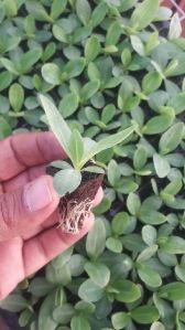 Lisianthus Plant