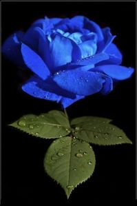 Fresh Blue Rose