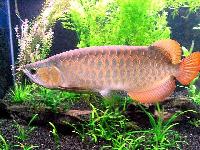 Chilli Red Arowana Fishes