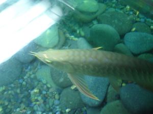 Golden Arowana Fishes