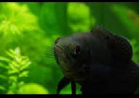 black oscar aquarium fish