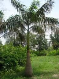 Botal palm