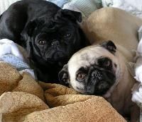 pugs dogs