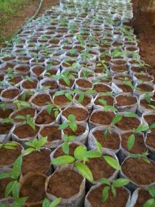 Salacia Seedlings