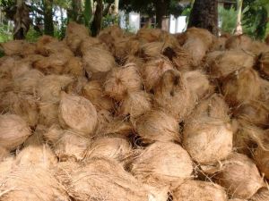 Fresh Coconut