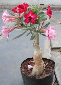 adenium plant