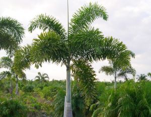 foxtail palm