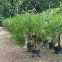 Pygmy Date Palm