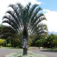 Triangle Palm