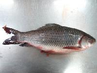 Frozen Rohu Fish