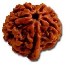 Rudraksha Products